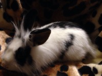 /album/lowenkopfkaninchen/img-20151114-wa0036-1-jpg/